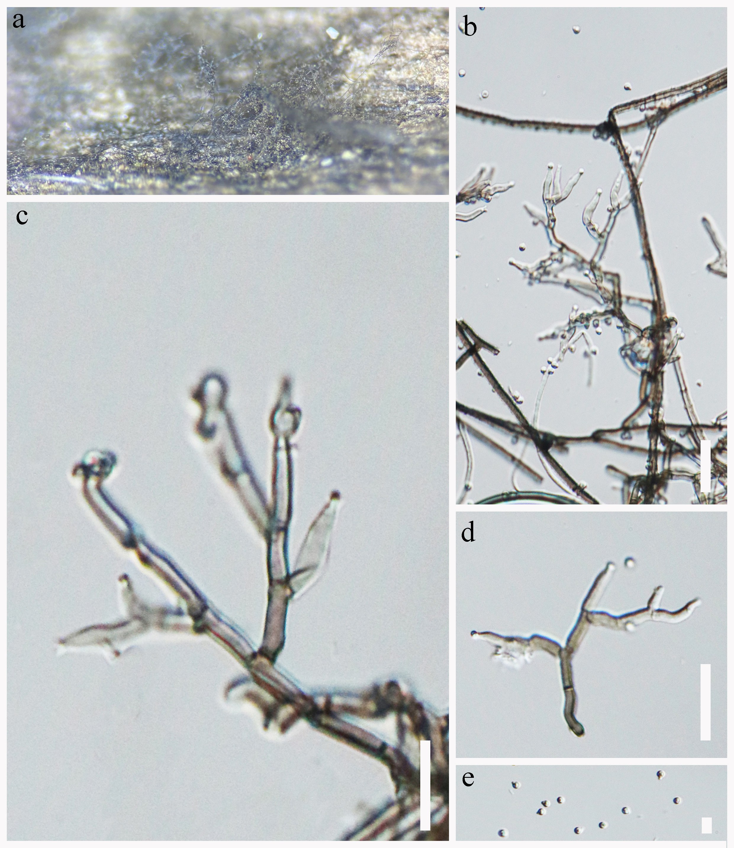 Figure 100